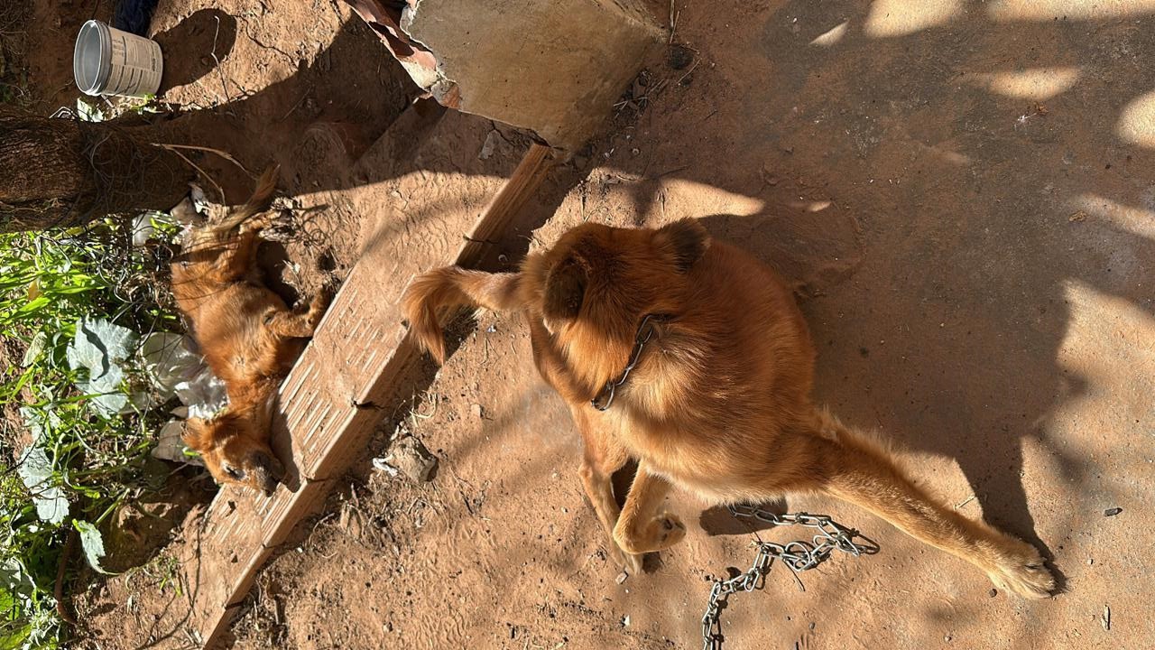 Justiça libera tutora presa em flagrante por maus-tratos a cães, mas a proíbe de ter a guarda de animais em Presidente Prudente | Presidente Prudente e Região