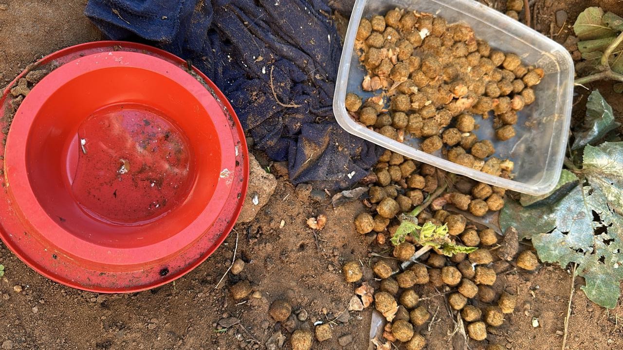 Moradora é presa em flagrante por maus-tratos a cães em residência e um deles morre a caminho de abrigo em Presidente Prudente | Presidente Prudente e Região
