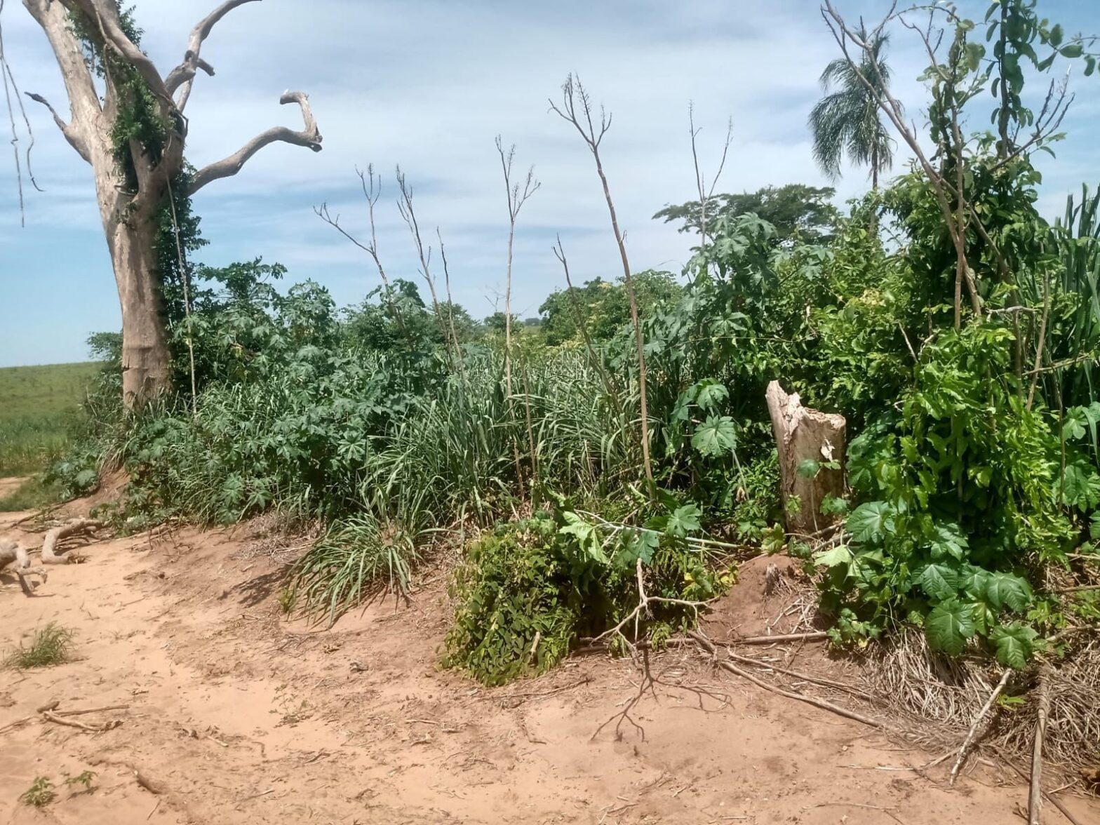 Sitiante leva multa de mais de R$ 1,6 mil por desmatamento de vegetação nativa em Flórida Paulista | Presidente Prudente e Região