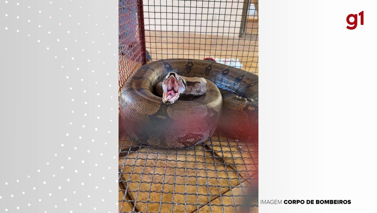 VÍDEO: Jiboia fica enroscada em serpentina de muro de residência e é resgatada pelo Corpo de Bombeiros em Presidente Venceslau | Presidente Prudente e Região