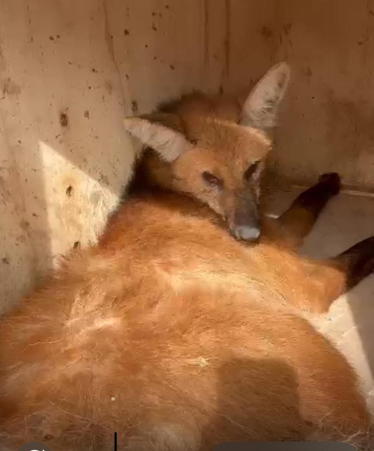 Ameaçado de extinção, lobo-guará é resgatado após atropelamento em rodovia vicinal em Teodoro Sampaio