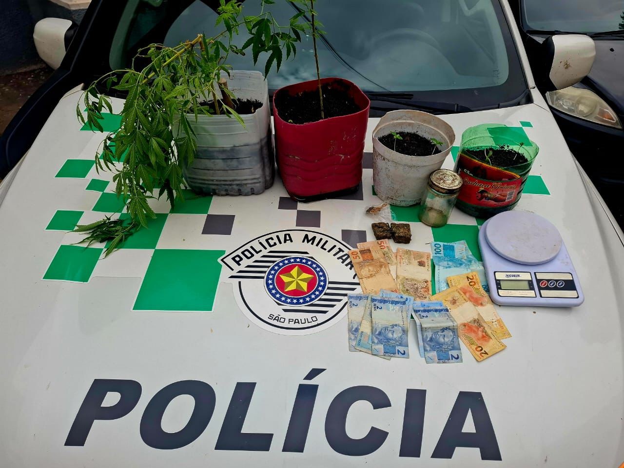 Ao averiguar denúncia de criação de pássaro em cativeiro, Polícia Ambiental encontra sete mudas de maconha em residência | Presidente Prudente e Região