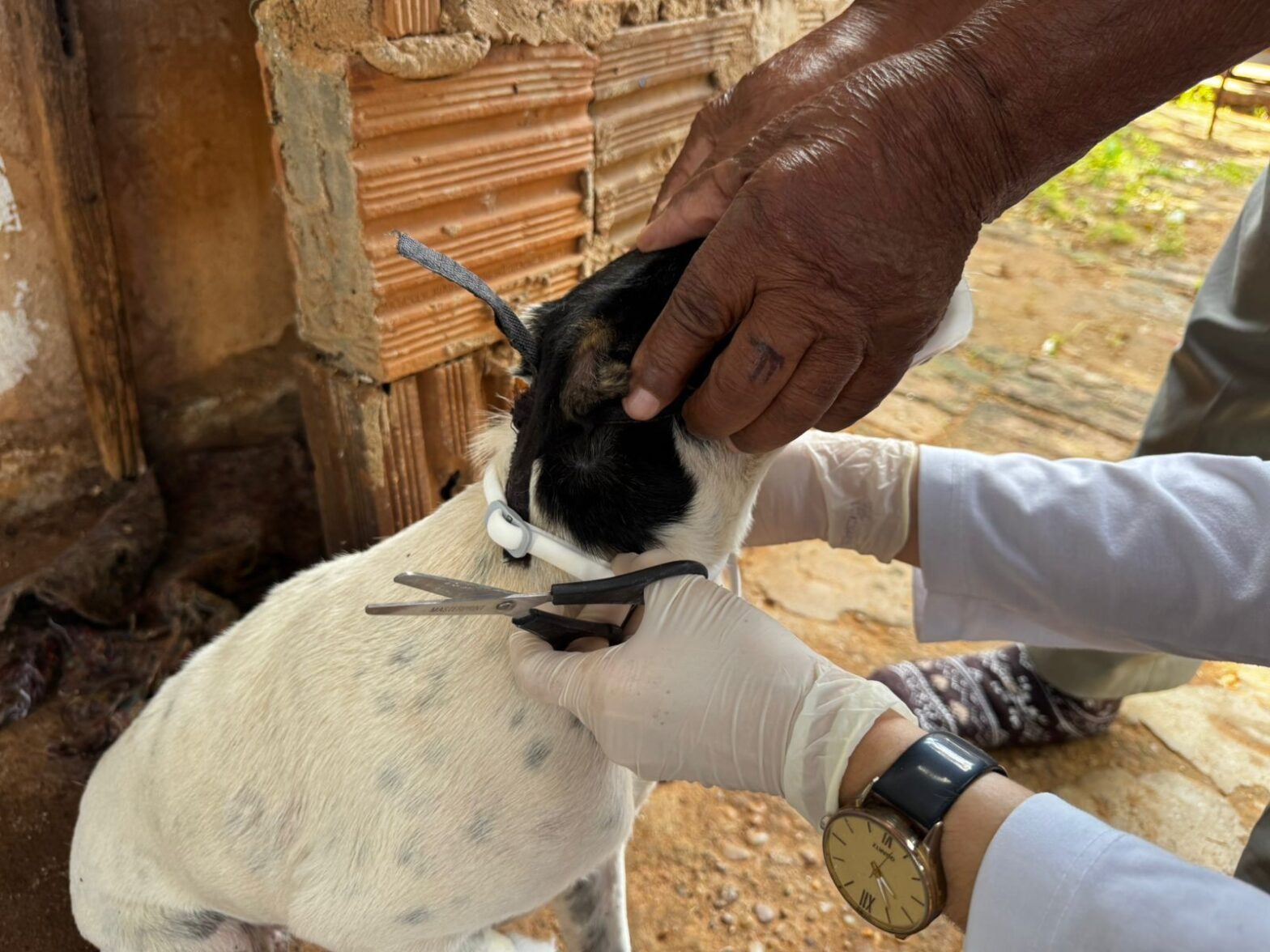 Controle de Controle de Zoonoses realiza encoleiramento de cães para prevenção da leishmaniose em Dracena