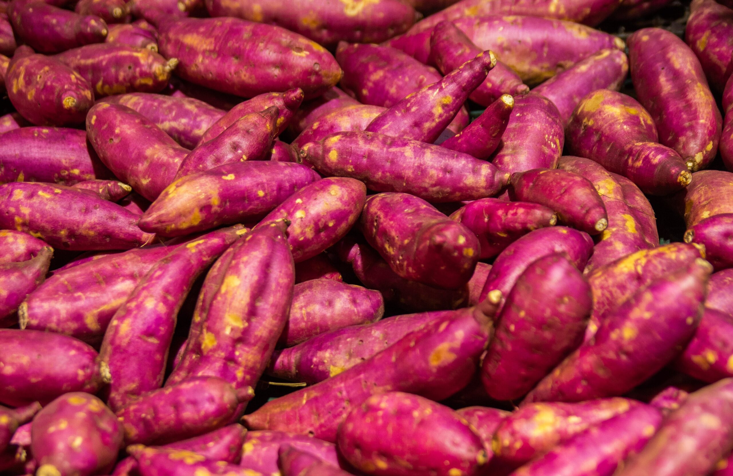 Com expectativa de receber 80 mil pessoas, 6ª edição da Batatec começa nesta quinta-feira em Presidente Prudente; veja programação completa | Presidente Prudente e Região