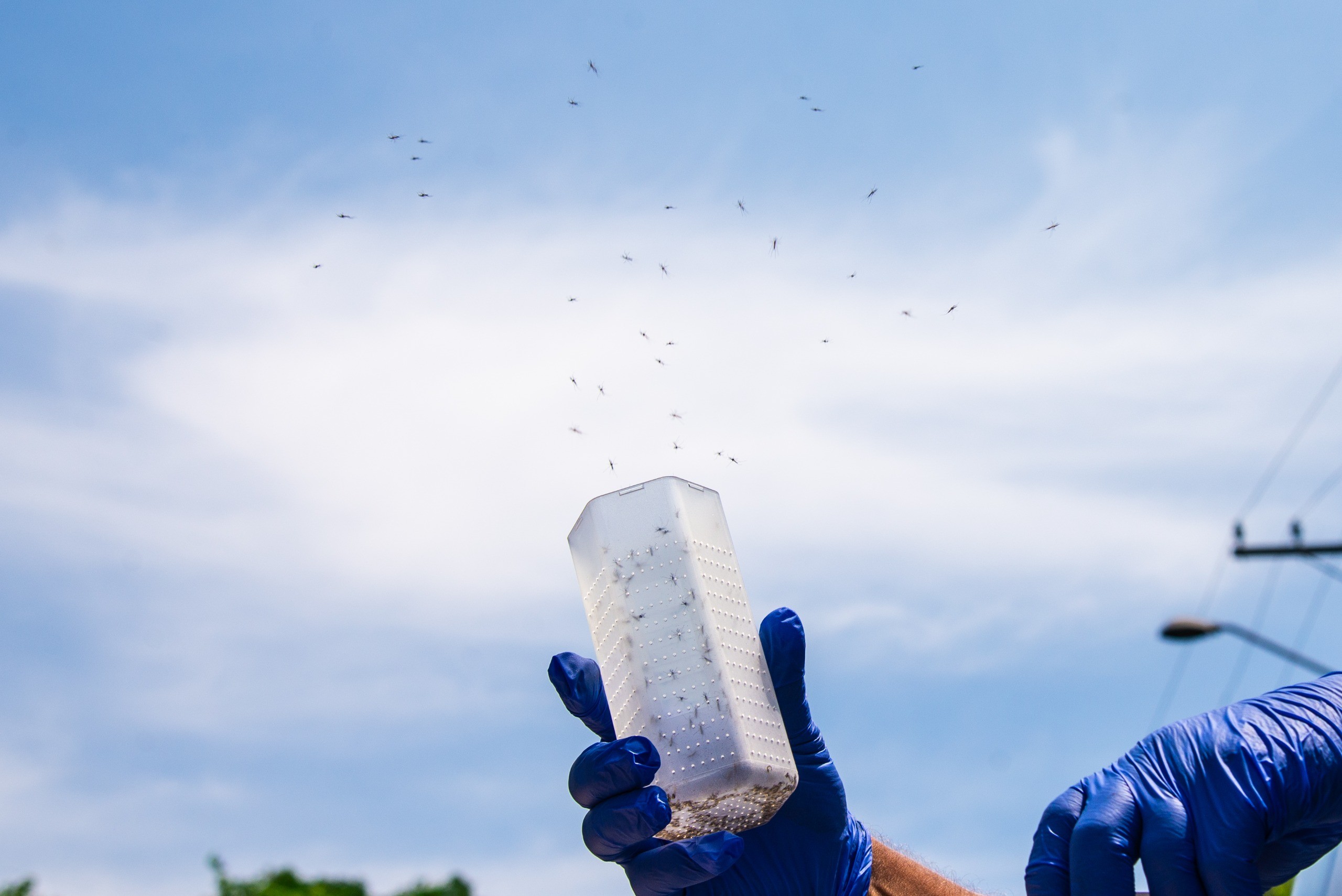 Com objetivo de reduzir a transmissão de arboviroses, Biofábrica do Método Wolbachia é inaugurada nesta sexta-feira | Presidente Prudente e Região