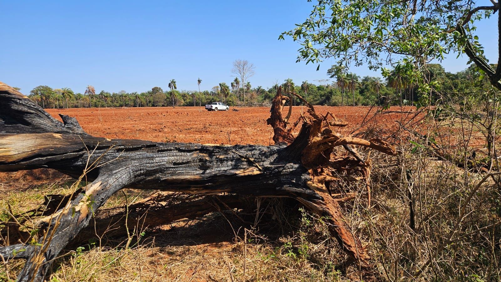 Homem é multado em mais de R$ 18 mil por queimar área de 5,32 hectares e atingir cinco árvores nativas em Marabá Paulista | Presidente Prudente e Região