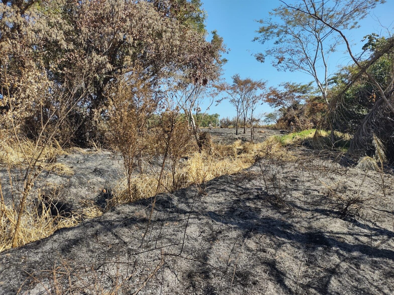 Idoso solta fogos de artifício para espantar pombas, danifica vegetação nativa e é multado em quase R$ 2 mil em Presidente Prudente