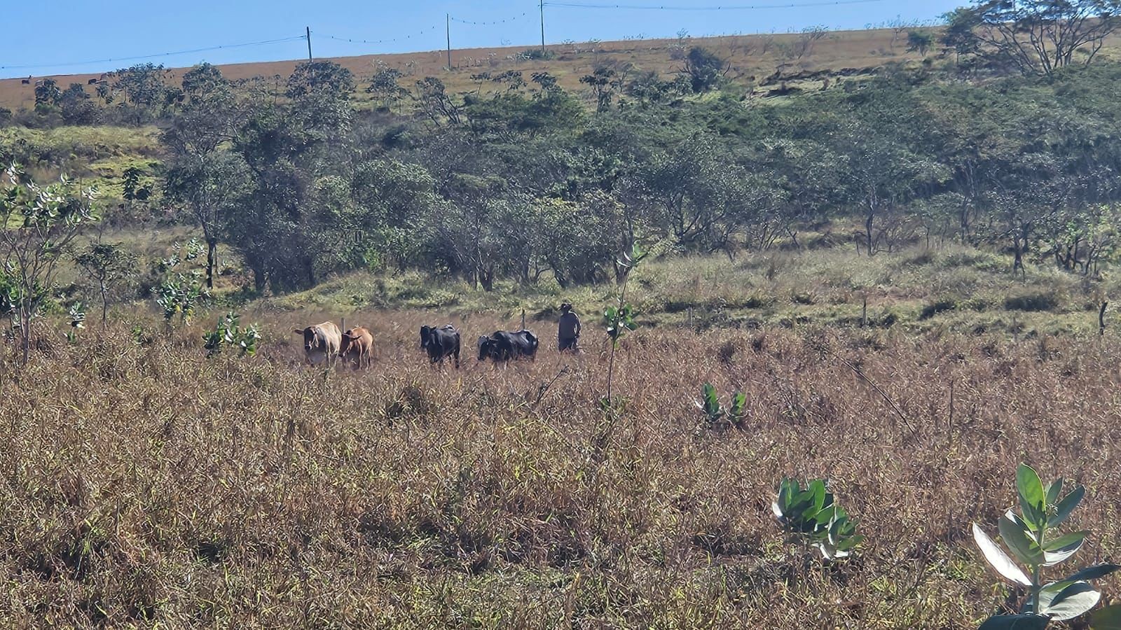 Idosos são multados em R$ 22,5 mil por pastoreio de gado em área de reserva, em Marabá Paulista | Presidente Prudente e Região