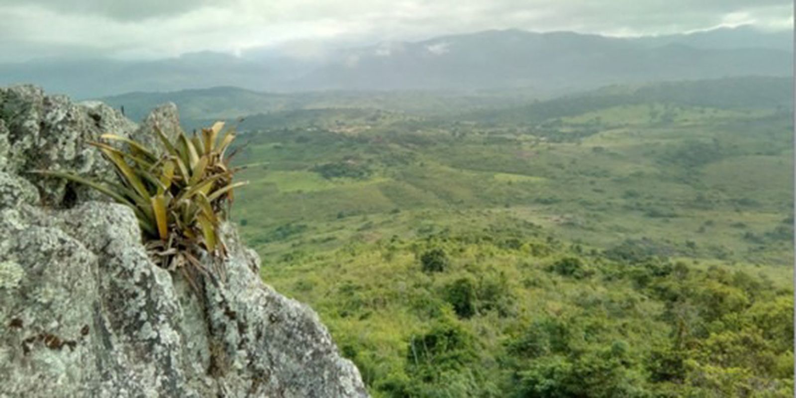 Pesquisador indígena cataloga 150 plantas medicinais de seu território