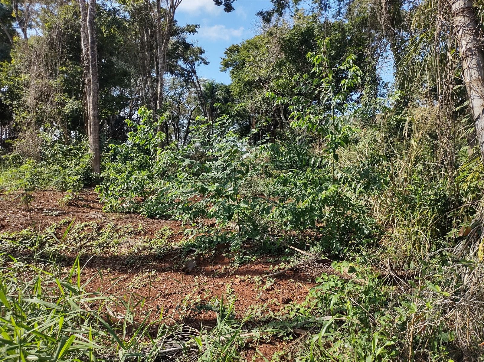 Sitiantes são multados em R$ 7,2 mil por destruição de vegetação nativa, em Nantes | Presidente Prudente e Região