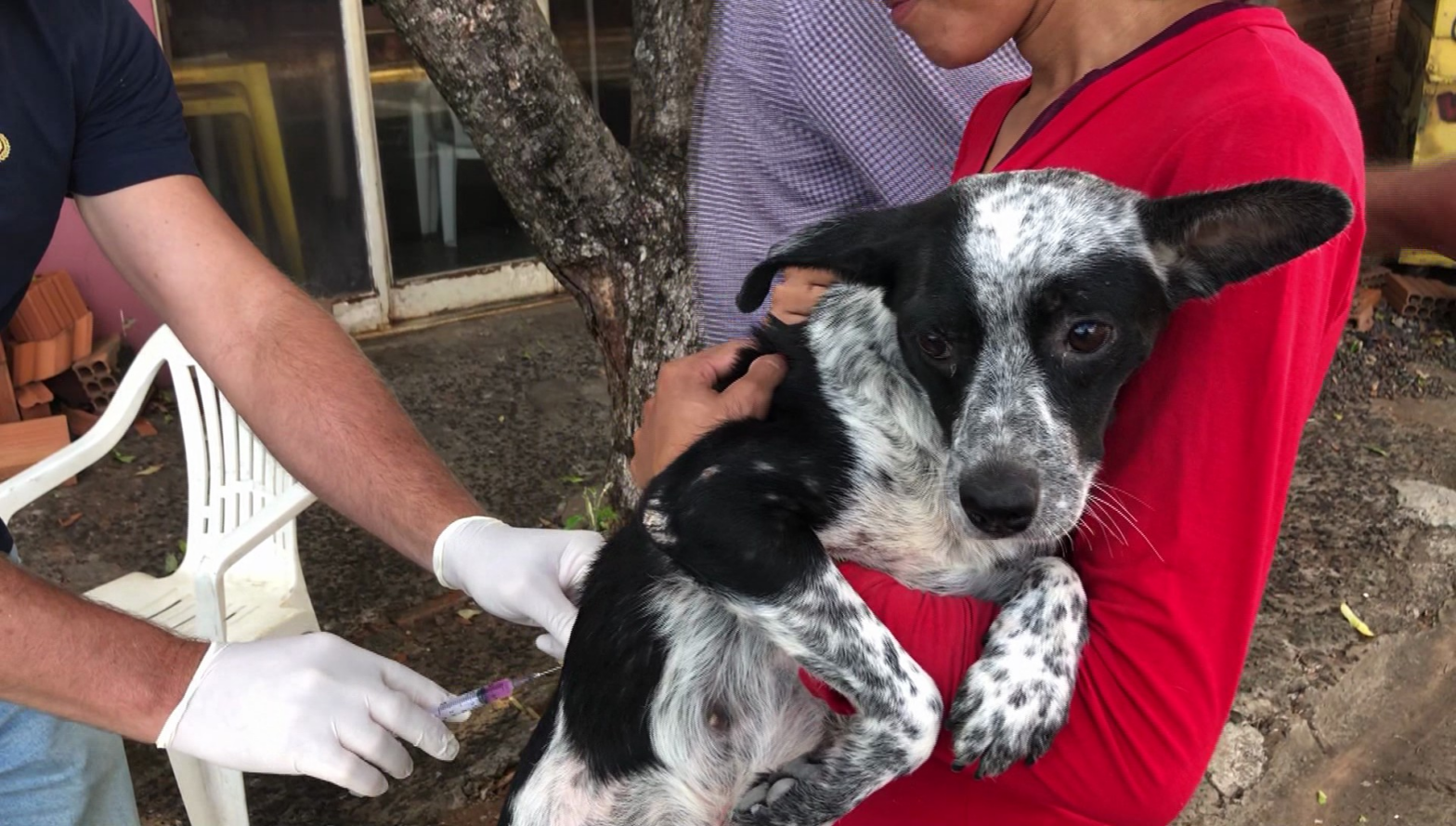 Tutores podem levar cães e gatos para receber vacina antirrábica em Adamantina e Dracena