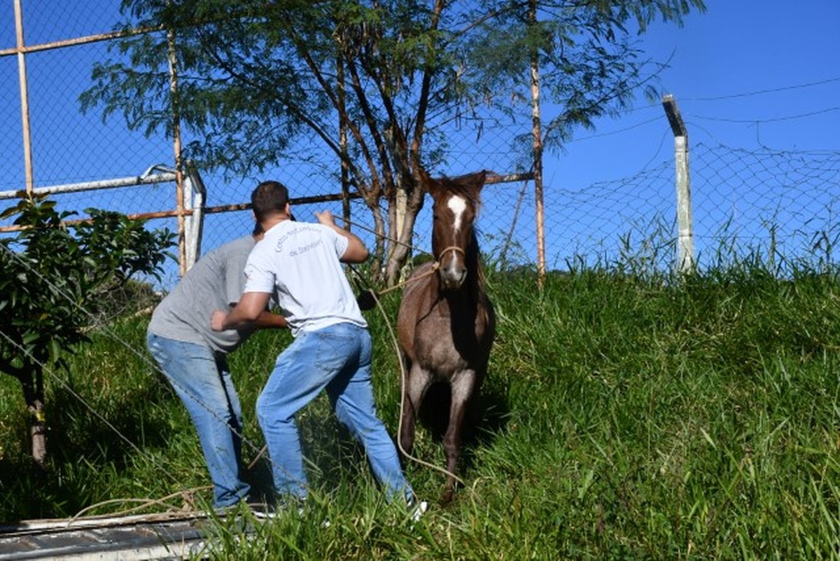 Unidade de Vigilância de Zoonoses apreende 48 cavalos em vias públicas no primeiro semestre de 2025, em Presidente Prudente | Presidente Prudente e Região