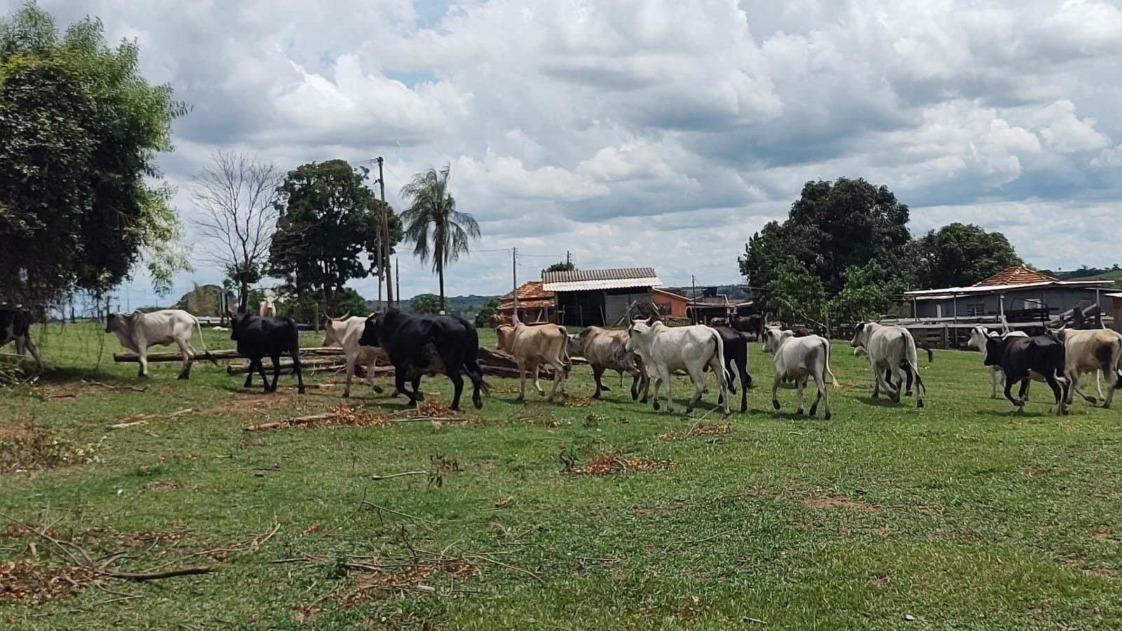 Arrendatário é multado em R$ 150 mil por pastoreio de gado em Área de Preservação Permanente, em Sandovalina