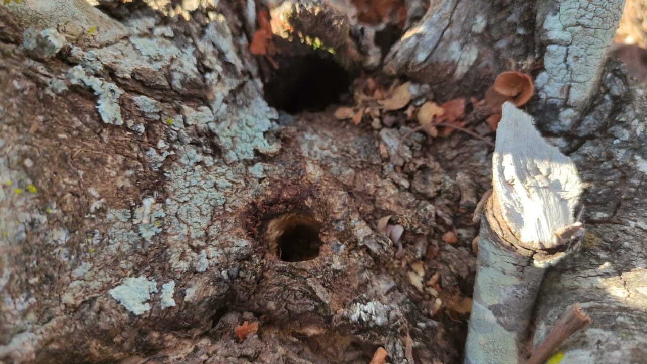 Idoso é multado em R$ 5,7 mil por envenenamento e corte isolado de 19 árvores em sítio no bairro Timburi, em Presidente Prudente