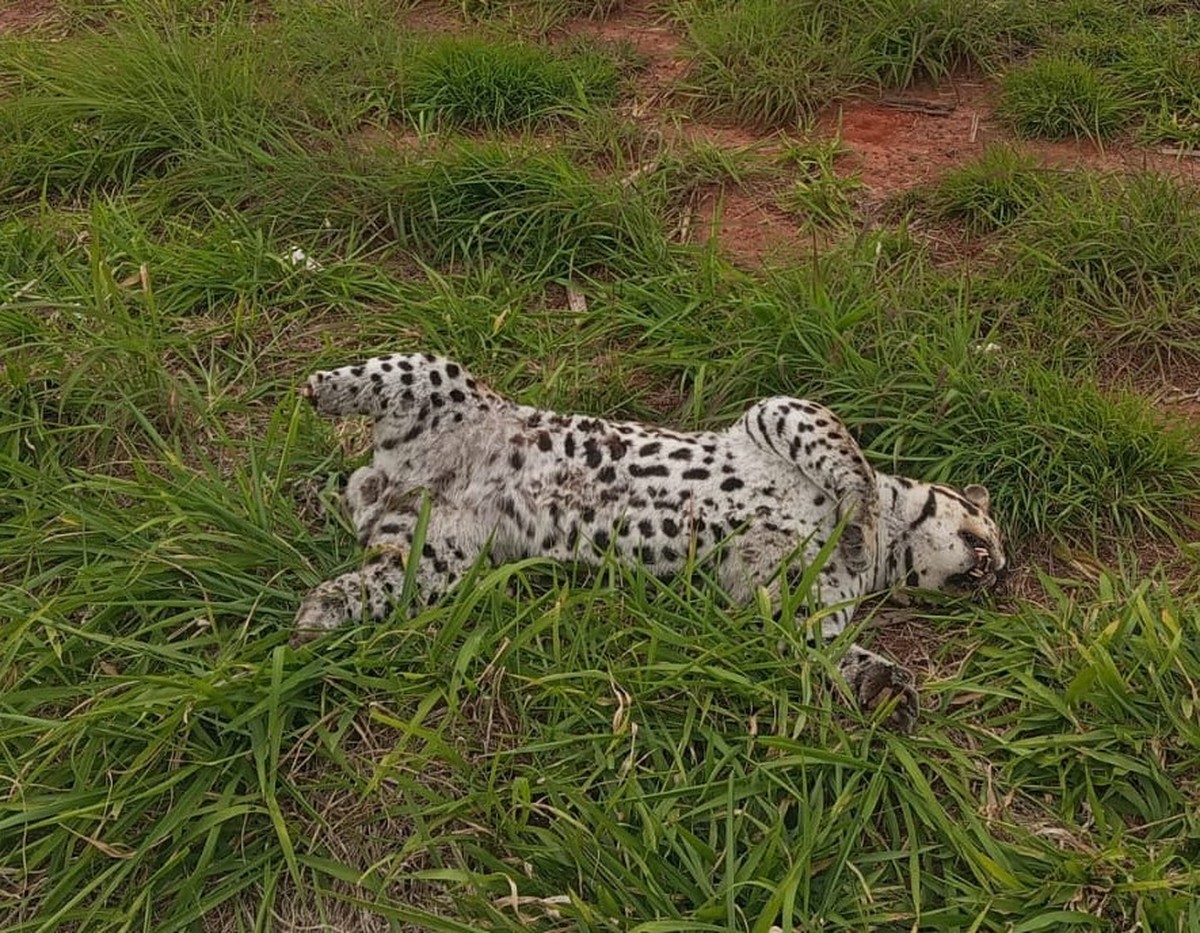 Jaguatiricas morrem atropeladas em trechos de rodovias distintas em Flora Rica e Regente Feijó | Presidente Prudente e Região