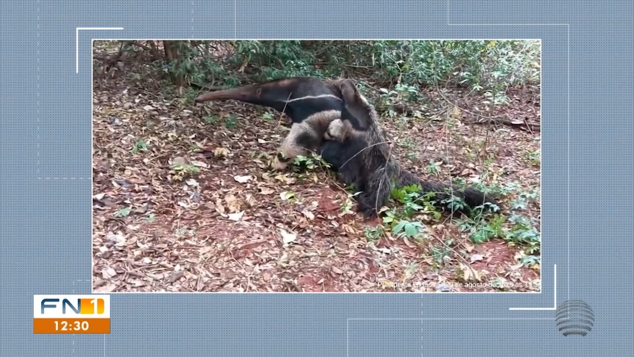 Mãe e filhote de tamanduás-bandeiras são flagrados durante 'passeio' em reserva florestal, em Presidente Epitácio; VÍDEO