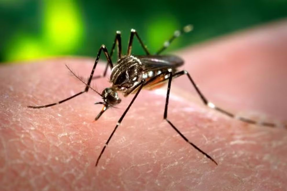 Presidente Prudente registra 23ª morte por dengue em 2025; doença vitima idosa de 73 anos