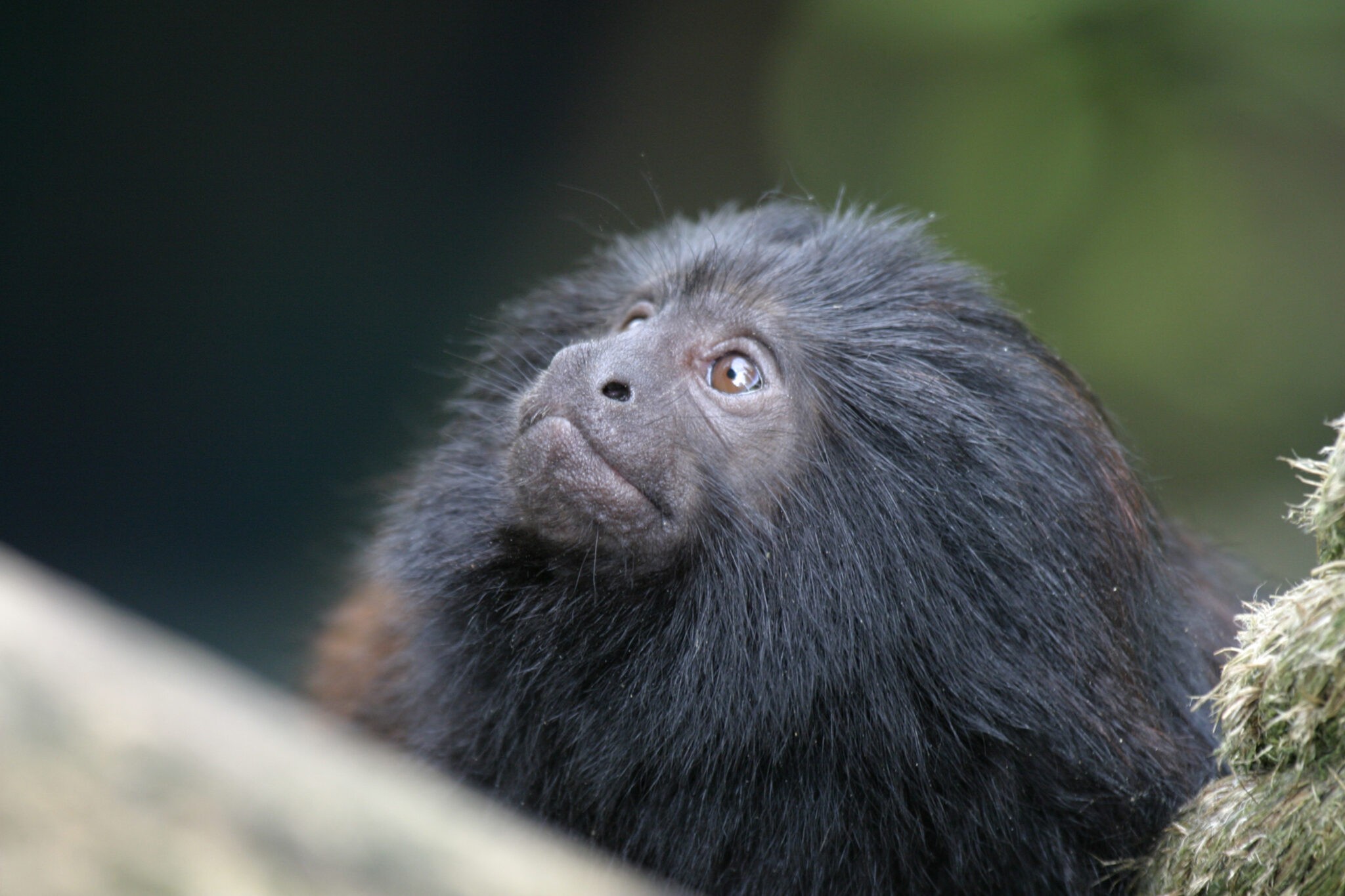 Programa ambiental recebe verba internacional para preservação do mico-leão-preto no Pontal do Paranapanema