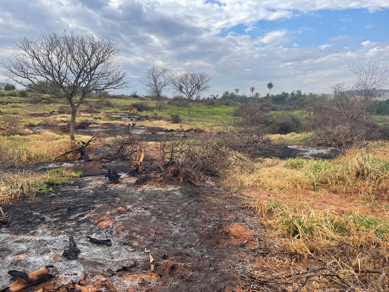 Sitiante é multado em mais de R$ 8 mil por atear fogo em área de vegetação para mudança de cultura, em Álvares Machado
