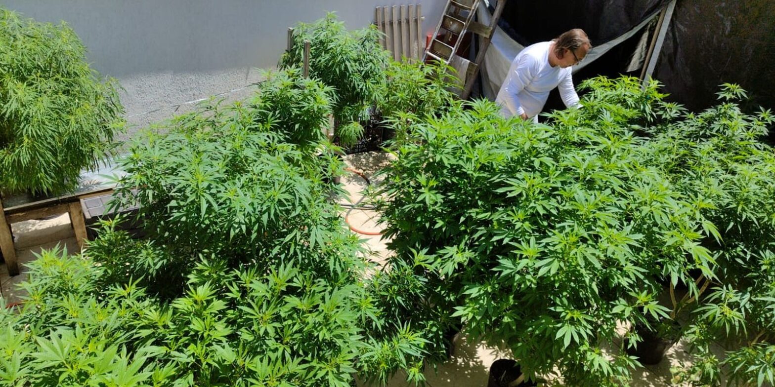 AGU pede mais tempo para regular uso da cannabis medicinal