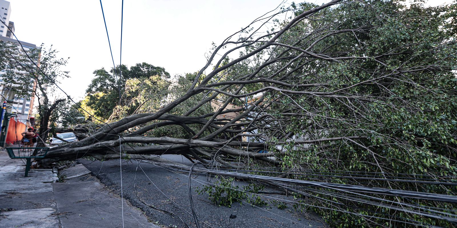 Queda de árvore provoca morte em Guarulhos, diz Defesa Civil