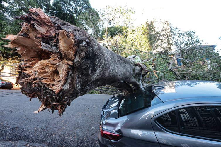Paulo Pinto/Agência Brasil São Paulo (SP), 10/12/2025 - Queda de árvores sobre carros na rua Paula Ney, na Vila Mariana. Foto: Paulo Pinto/Agência Brasil